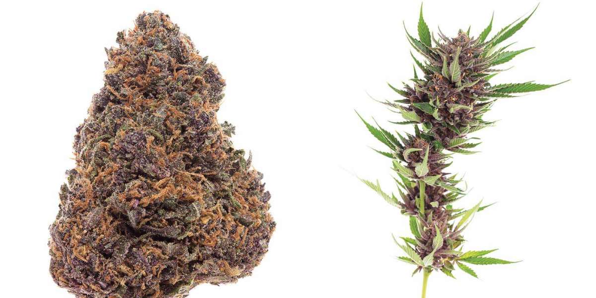 Medical Benefits of Bay 11 Strain and Forbidden Fruit Strain Leafly