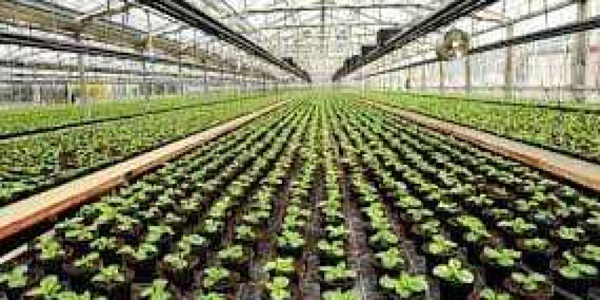 Commercial Greenhouse Market  Trends Size, Growth, Report Study, Demand, Key Players | 2022-2028