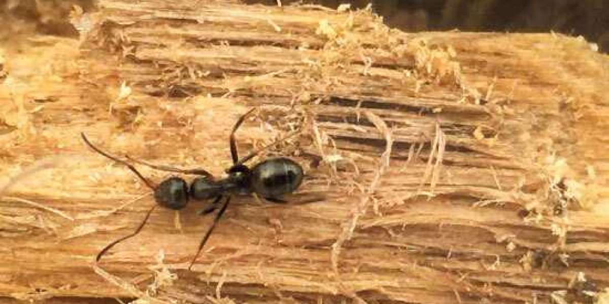 Best Carpenter Ant Treatment