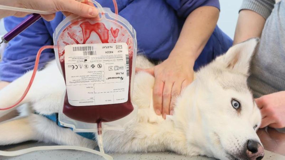 Campanha vai promover doação de sangue animal - GBRJ ONLINE