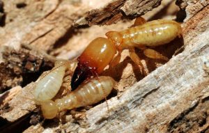 Pest Control Rosanna – Termite Inspection, Treatment & Control