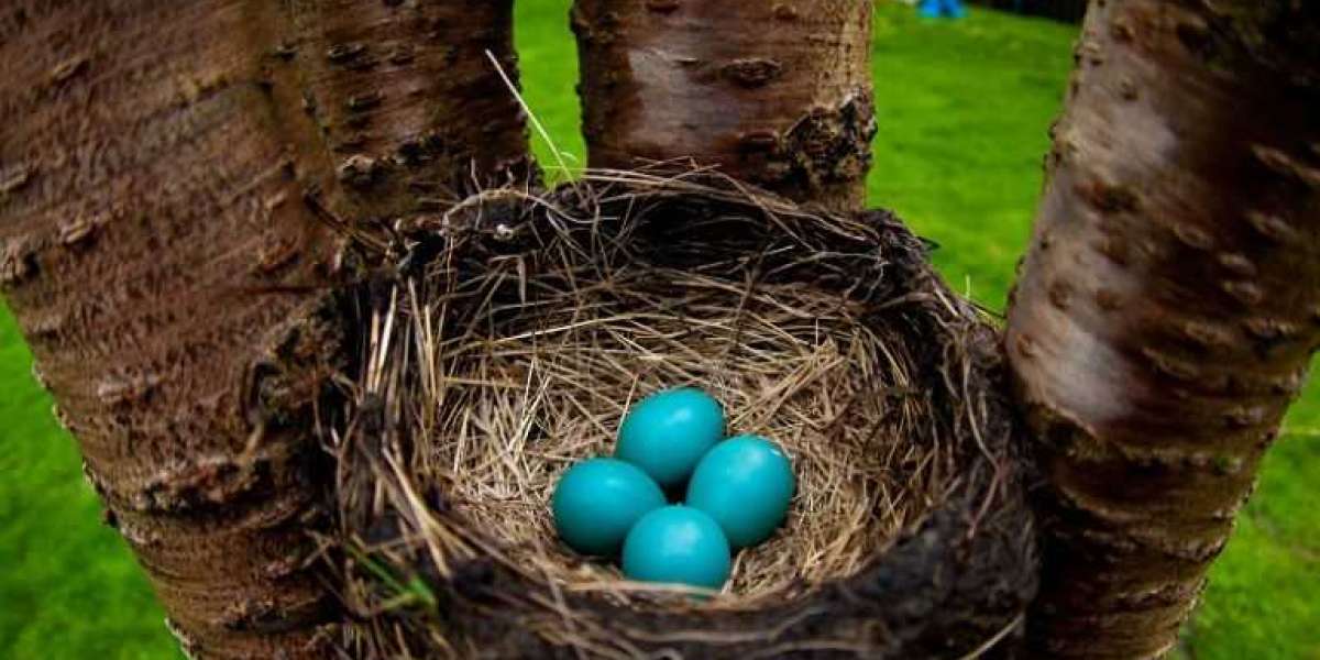 What Bird Lays Blue Eggs | Better Pets Life