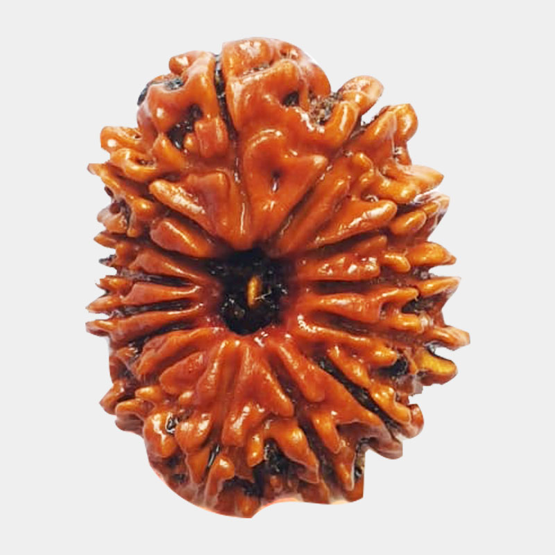 Shop 14 Mukhi Rudraksha Nepali | Shiv Kripa Rudraksha Kendra