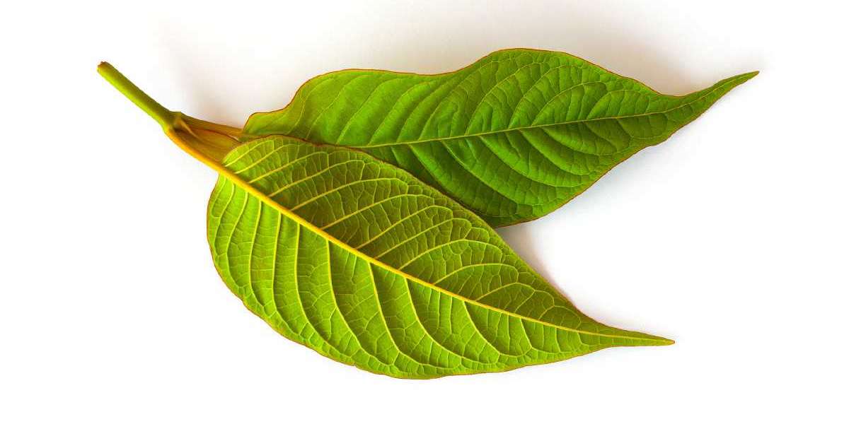 Red Dragon Kratom - A Review of Red Veined Kratom Strains Types