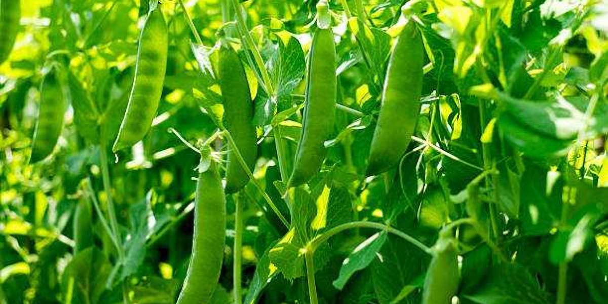 Field peas market research , Study Report Based on Size, Shares, Opportunities, Industry Trends and Forecast 2027