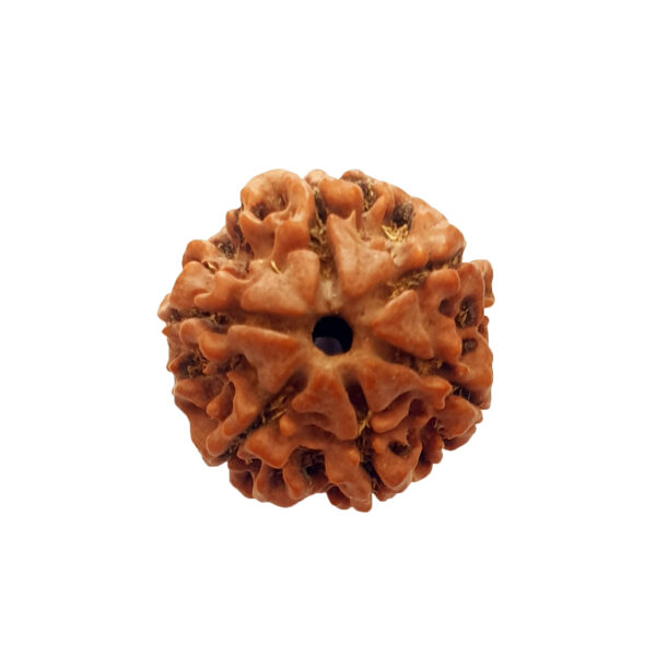 The Benefits of Wearing 6 Mukhi Rudraksha on Physical and Mental Health - Scottdewoody.com