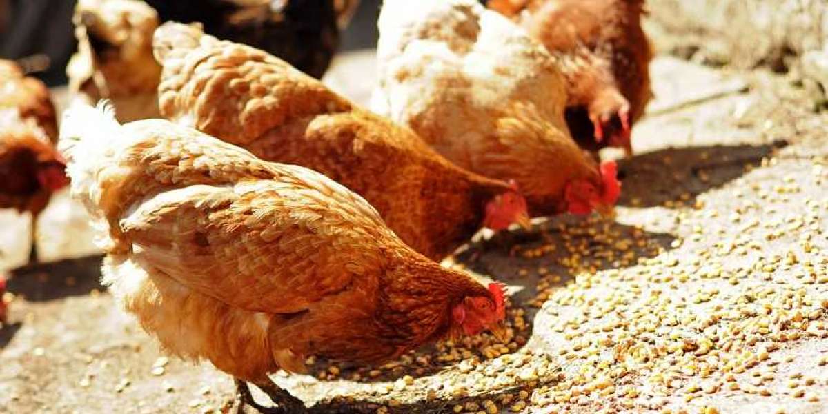 Different types of Broiler Chicken Feed