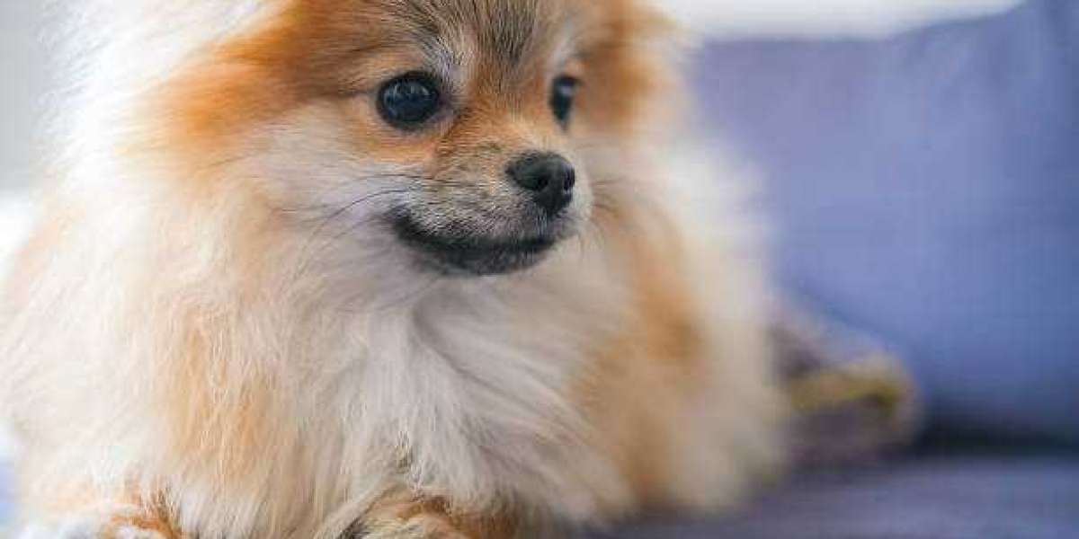 Things you should know before buying a pomeranian puppy