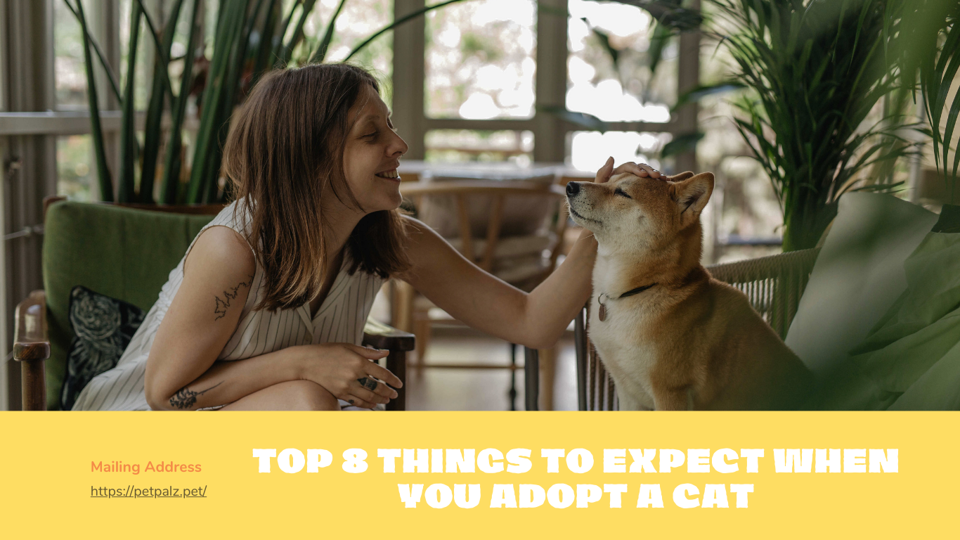 Top 8 Things to Expect When You Adopt a Cat | TechPlanet