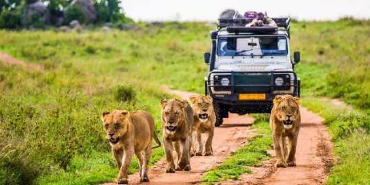 Plan Your Dream Safari: Tailored Kenya Safaris for Discerning Travelers
