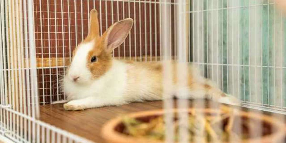 Best Flooring Options for a Rabbit Habitat