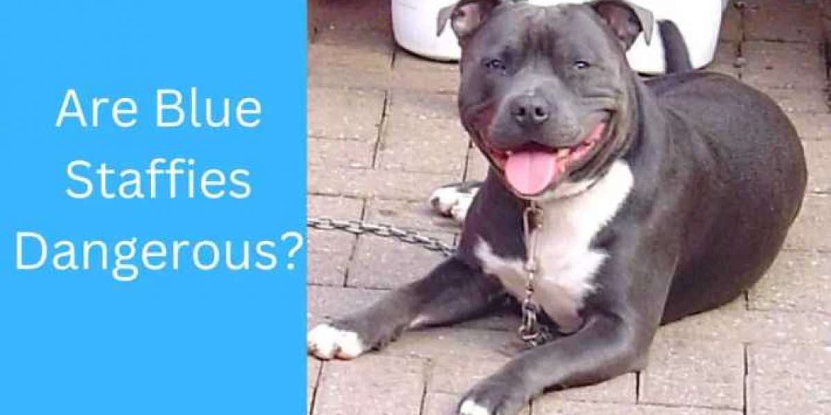 Are Blue Staffies Dangerous? Truth about this Misunderstood Breed