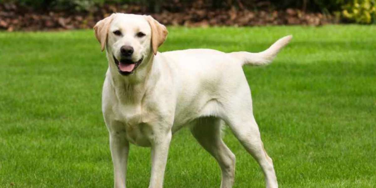 Labrador Haven: Puppies for Sale in Gurgaon's Top Spots