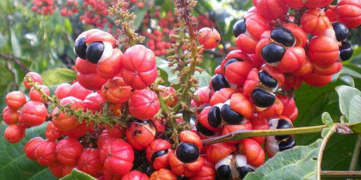 Largest segment driving the growth of Guarana Market
