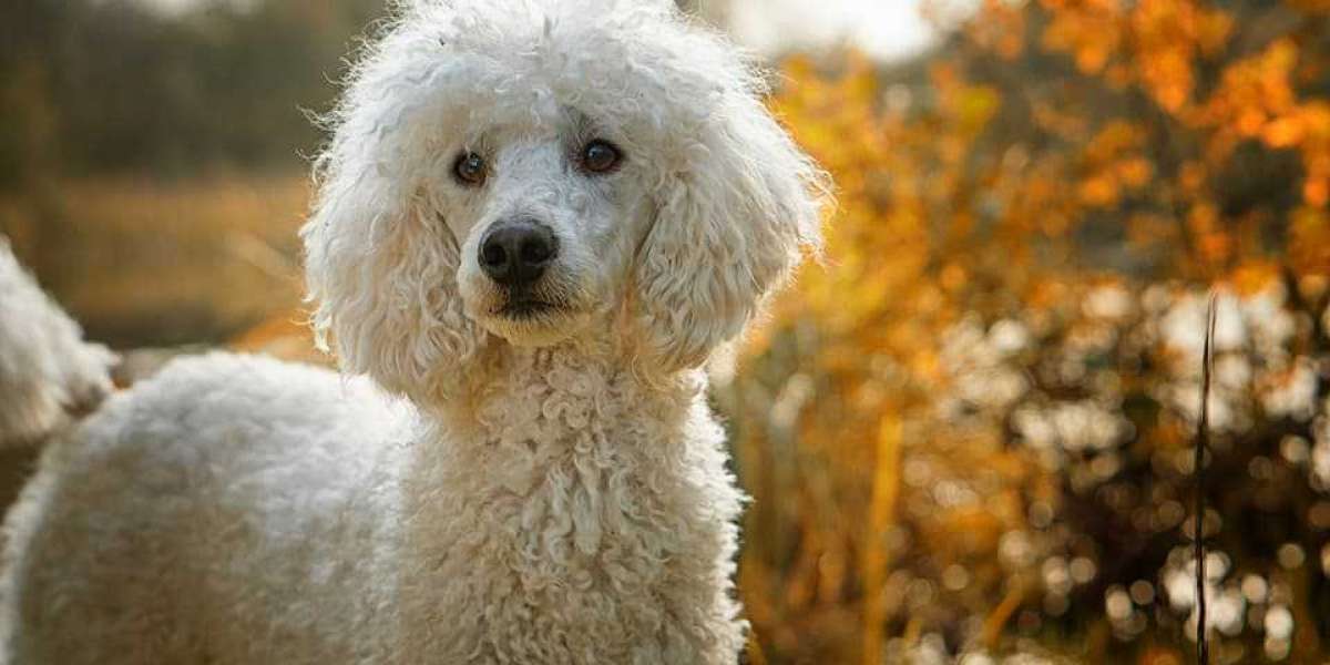 Poodle Puppies For Sale In Mumbai: Discover Your Perfect Furry Companion at Best Prices