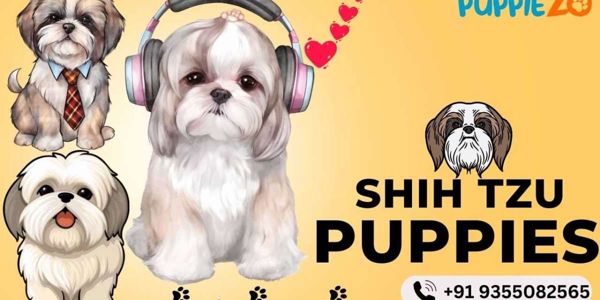 Shih Tzu Puppies: Your Guide to Joyful Companionship