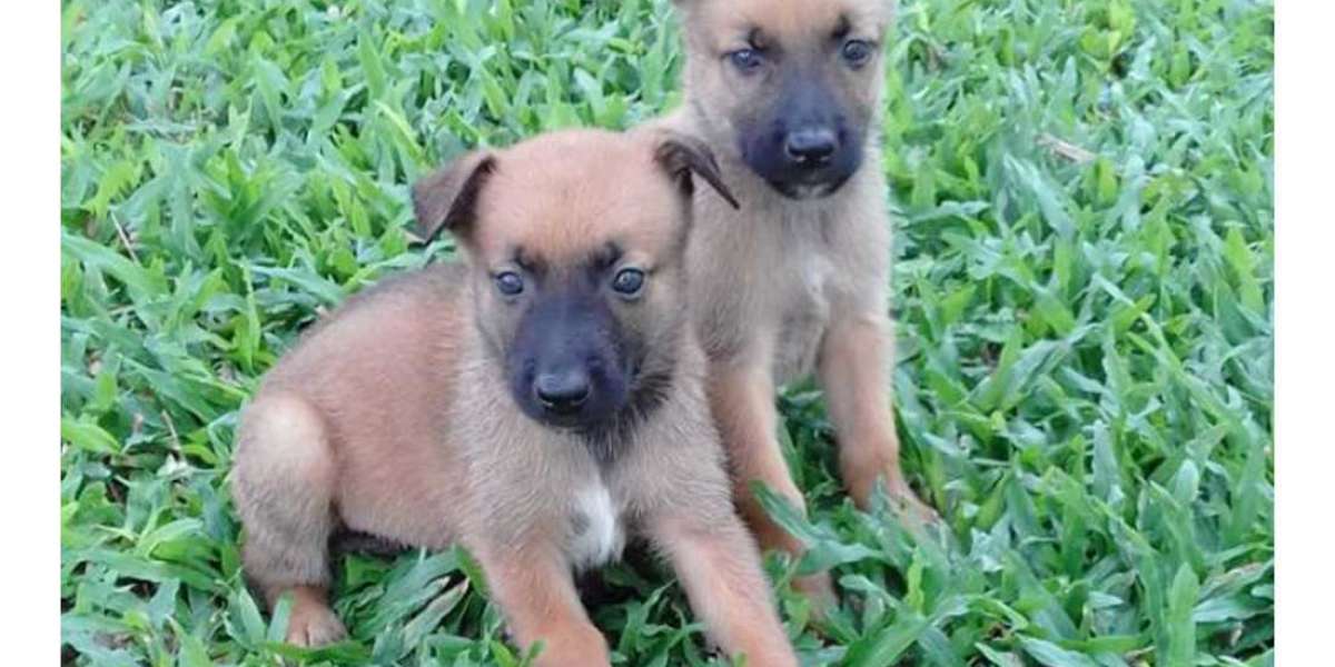 Exploring Belgian Malinois Puppies for Sale in Chennai: A Guide to Welcoming a Loyal Companion