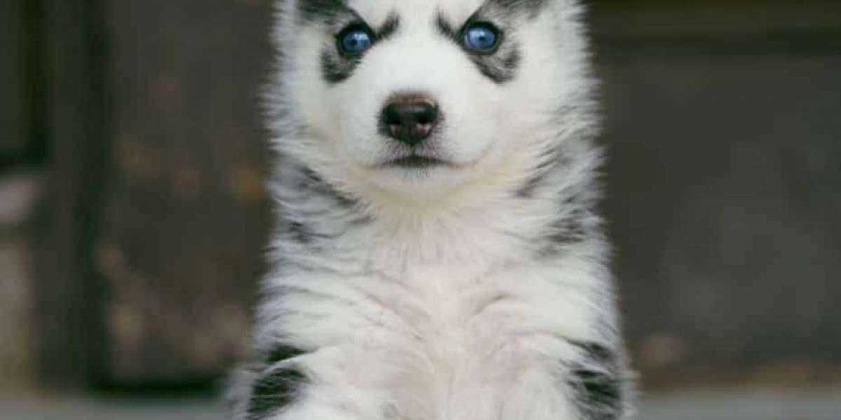 Exploring the Charm of Siberian Husky Puppies for Sale in Ahmedabad