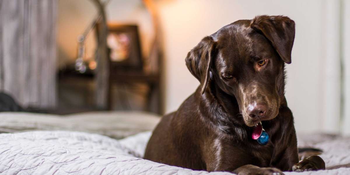 Dies ist Ihre Anlaufstelle fur Hunde, die hypoallergen sind.