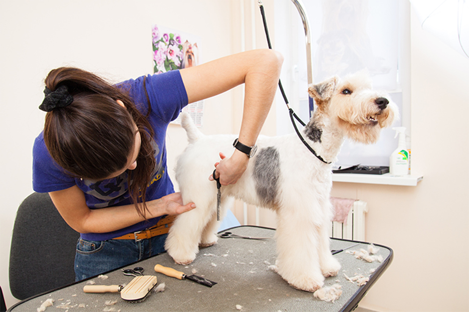 Pamper Your Pooch The Ultimate Guide to Pet Grooming in Noida - JustPaste.it