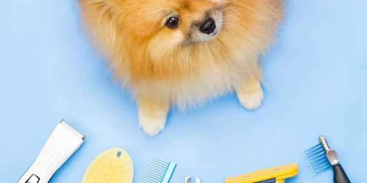 Pamper Your Dog: Affordable Dog Grooming in Dubai