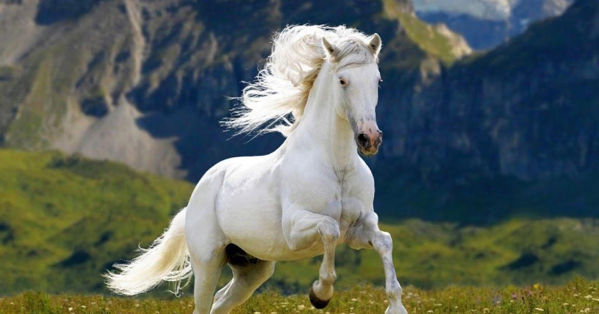 Horses: Majestic Creatures of Strength, Beauty, and Partnership         |          pets life