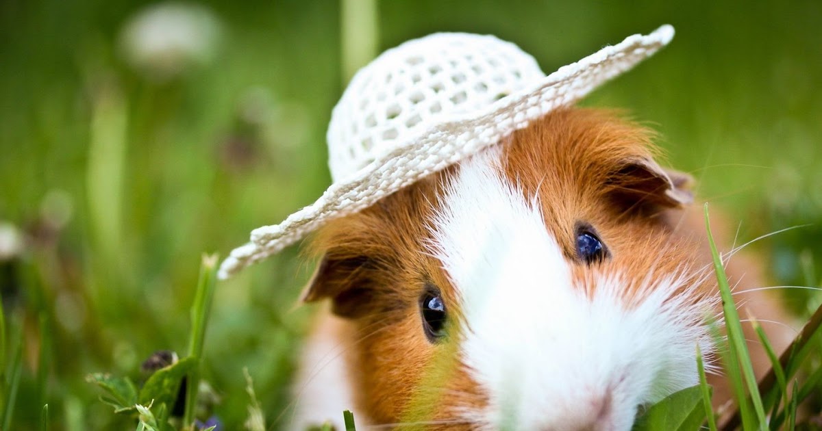 Guinea Pigs: Charming Companions with Big Personalities         |          pets life