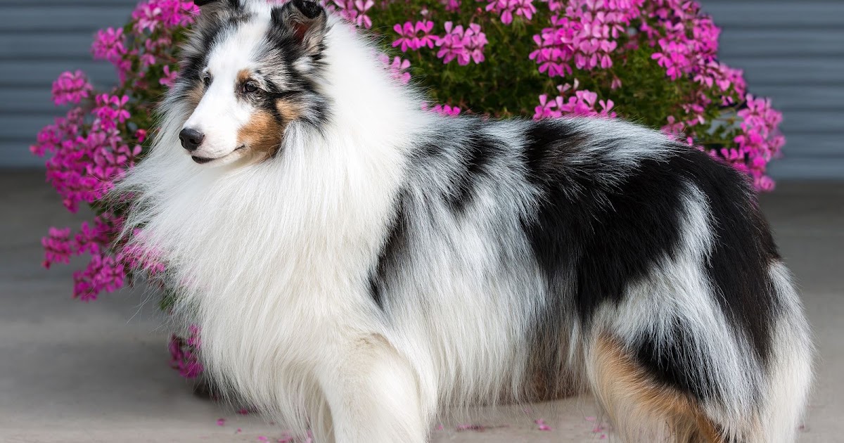 Shetland Sheepdogs: Intelligent, Agile, and Affectionate Canine Companion         |          pets life