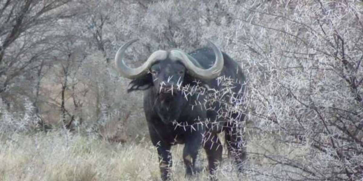 Exploring the Thrill of Dangerous African Hunts with Kalahari Safaris