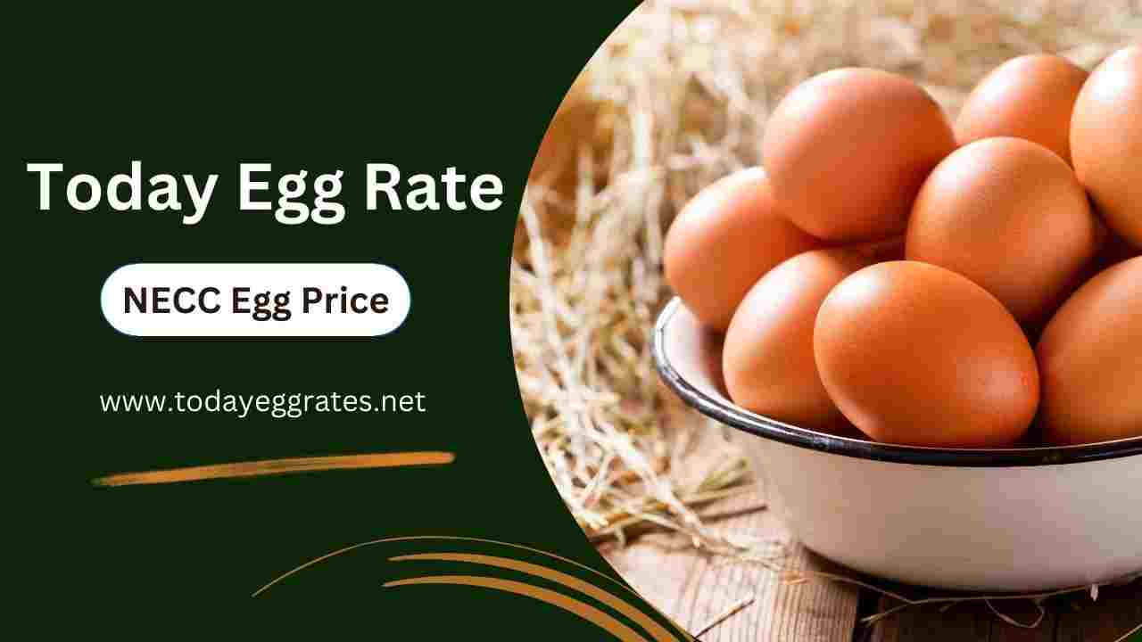 Ajmer Egg Rate (Today NECC Egg Rate in Ajmer) - TodayEggRates