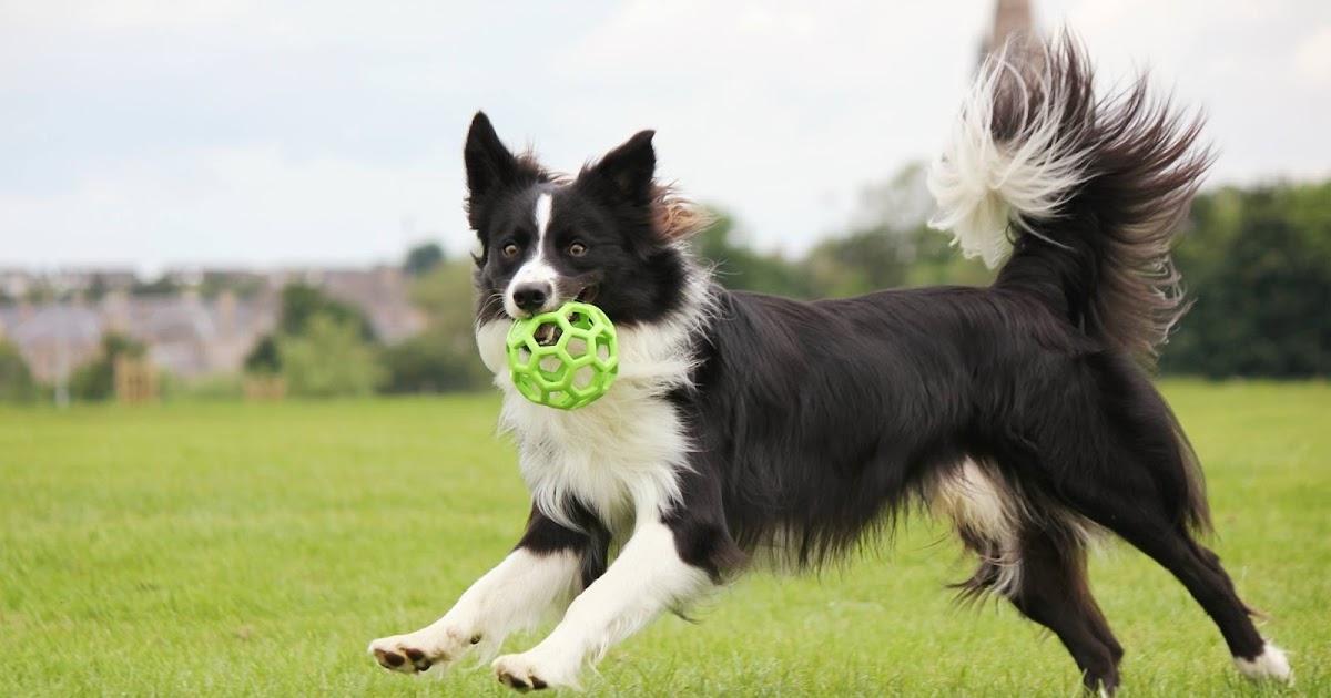 Border Collies: The Brilliant Canines of Boundless Energy and Intelligence         |          pets life