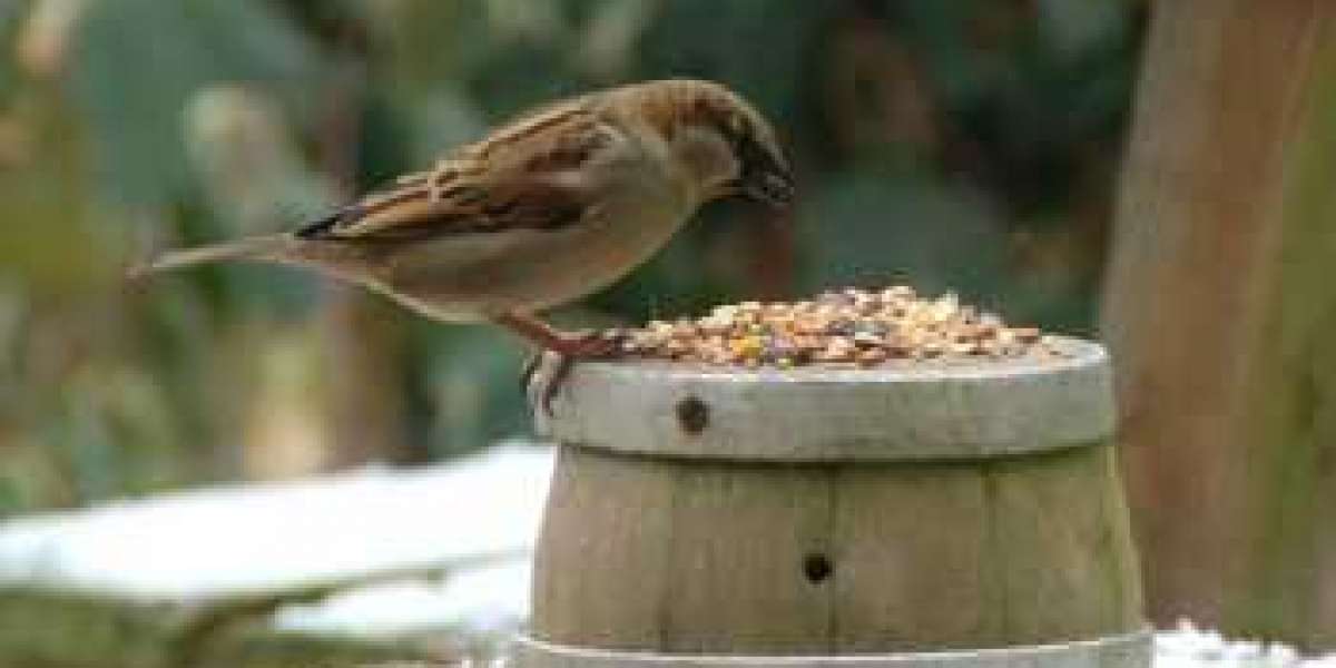 What do sparrows eat?