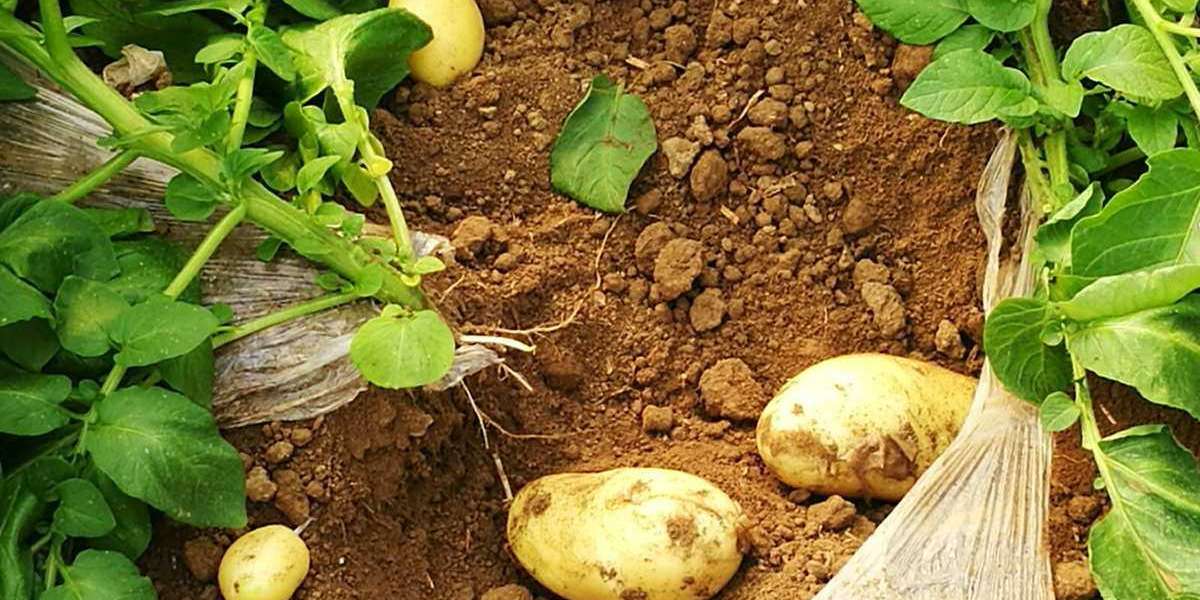 When to Plant Potatoes in Missouri?