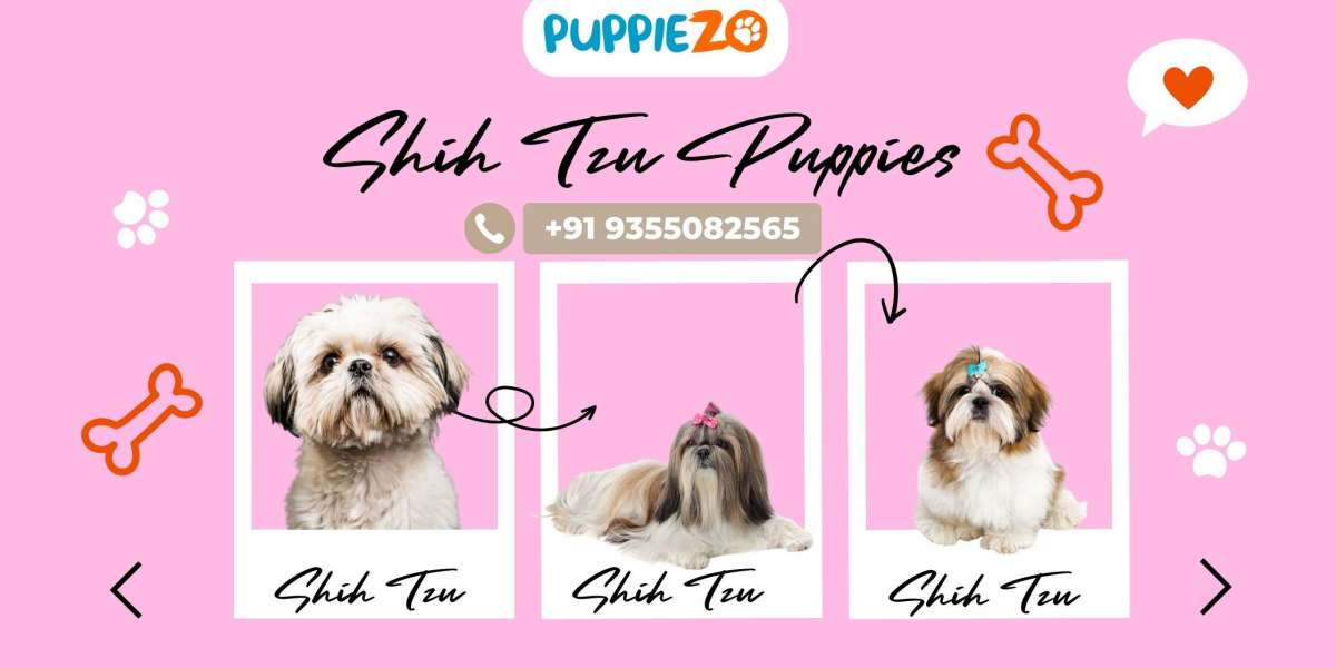 Shih Tzu Puppy Price : A Comprehensive Guide to Price, Health, and Happiness