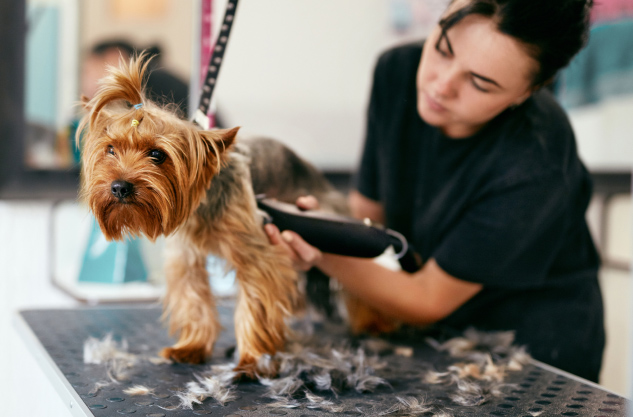 Mobile Dog Grooming Near You | Pet Groomer at Your Doorstep