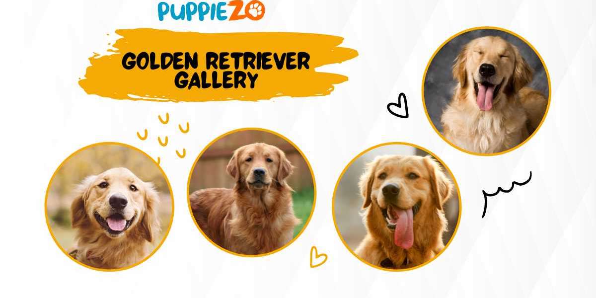 The Golden Retriever Price: How to Get the Best Deal on Golden Retriever