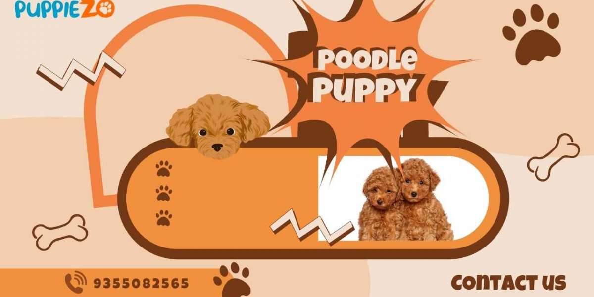 Poodle Puppies and Prices What Every Owner Should Know: Puppiezo