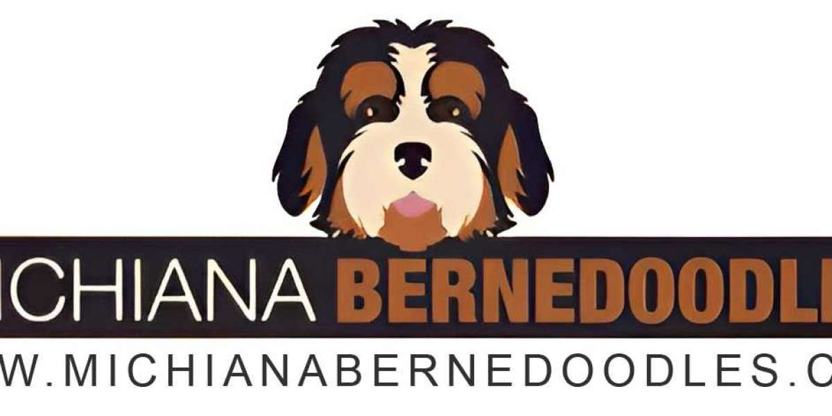 Mini Bernedoodle for Sale by Michiana Bernedoodle: Your New Best Friend Awaits!